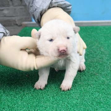 제주 동물보호센터_450650202403731