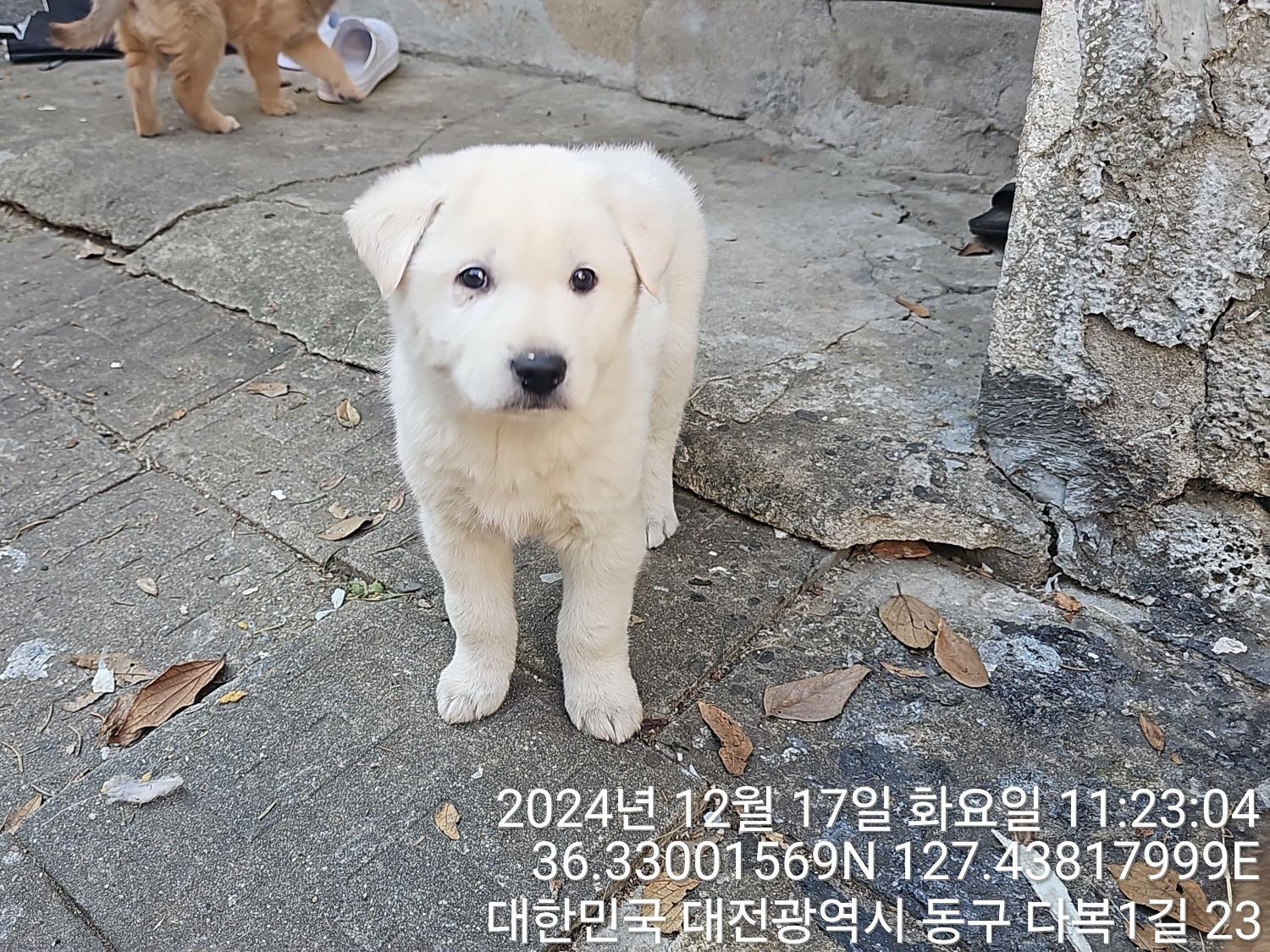 대전동물보호센터_430364202400813