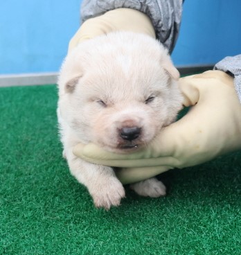 제주 동물보호센터_450650202403728