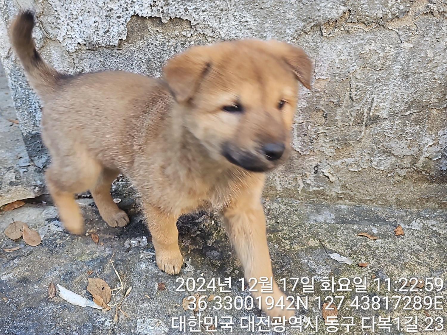 대전동물보호센터_430364202400812