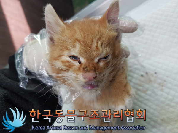 한국동물구조관리협회_411315202400701