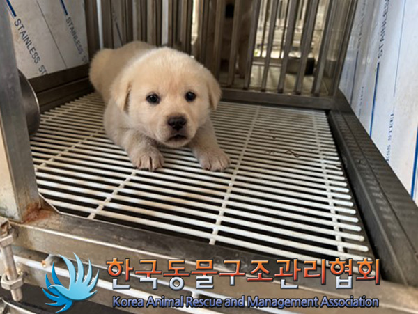 한국동물구조관리협회_441406202402228