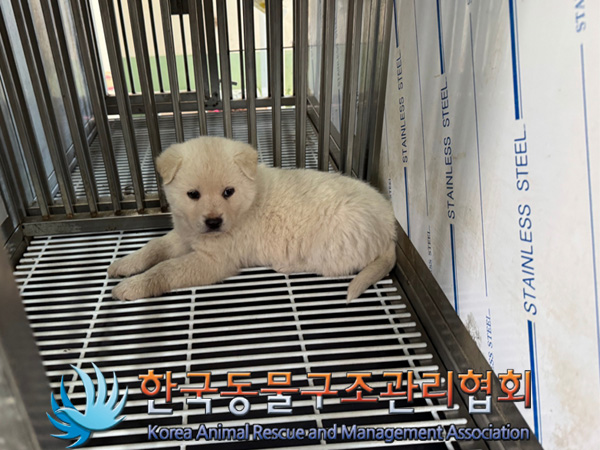한국동물구조관리협회_441406202402233