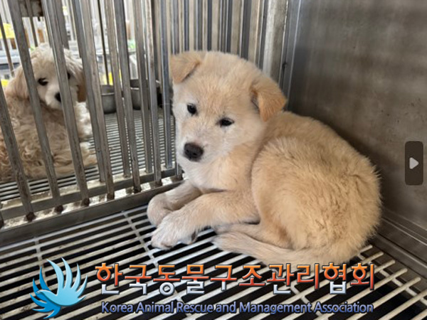 한국동물구조관리협회_441409202402020