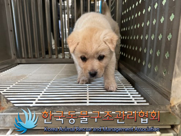 한국동물구조관리협회_441406202402229