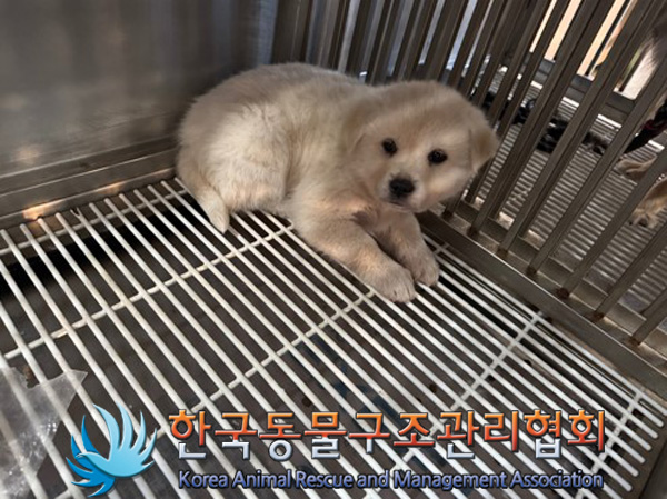 한국동물구조관리협회_441406202402230