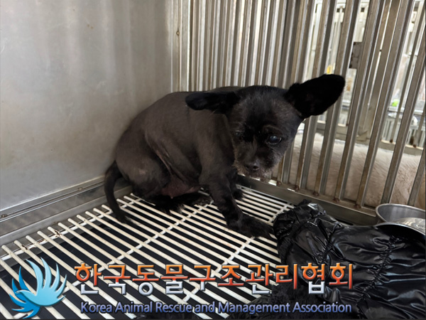 한국동물구조관리협회_441406202402238