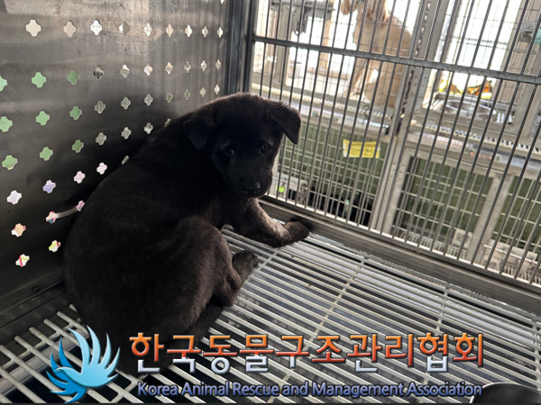 종료(입양) 믹스견…