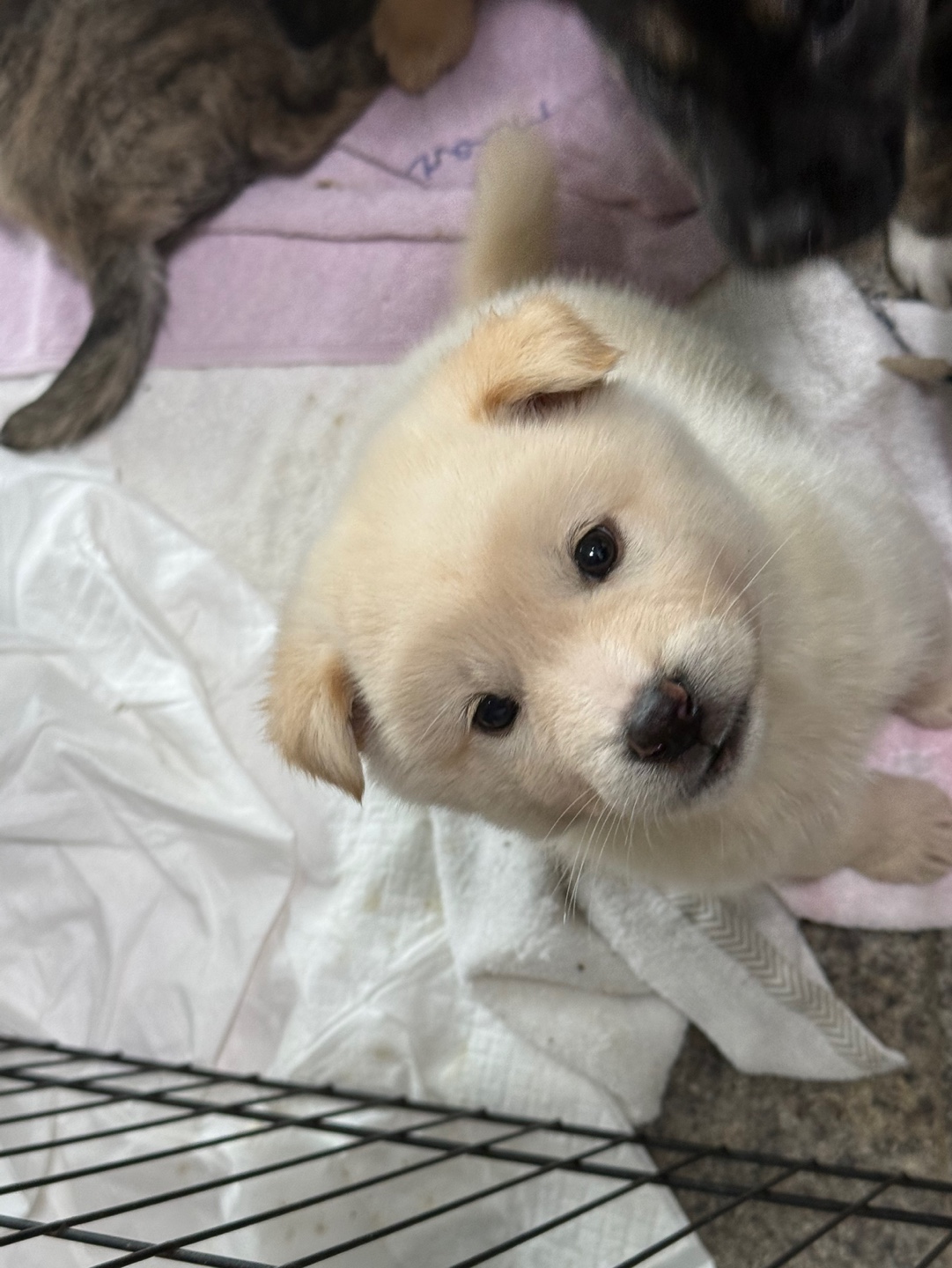 광주동물보호센터_429362202401078