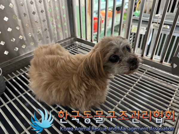 한국동물구조관리협회_411310202400688