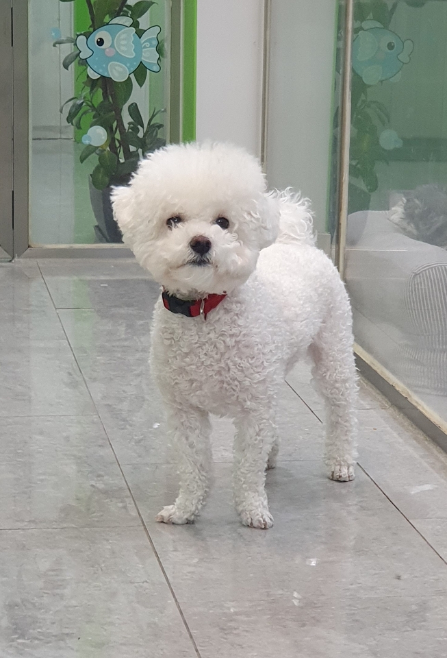 펫앤쉘터동물병원_441378202401795