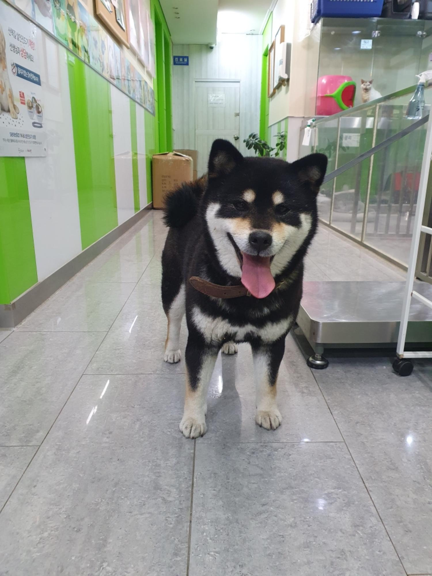 펫앤쉘터동물병원_441378202401794