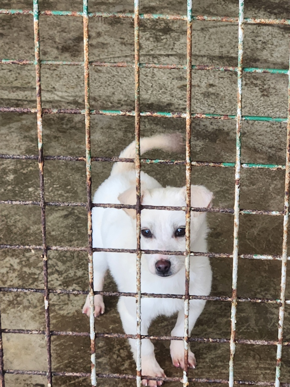 예천군유기동물보호소_447523202400563