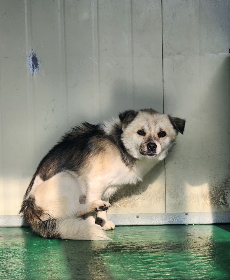 예천군유기동물보호소_447523202400566