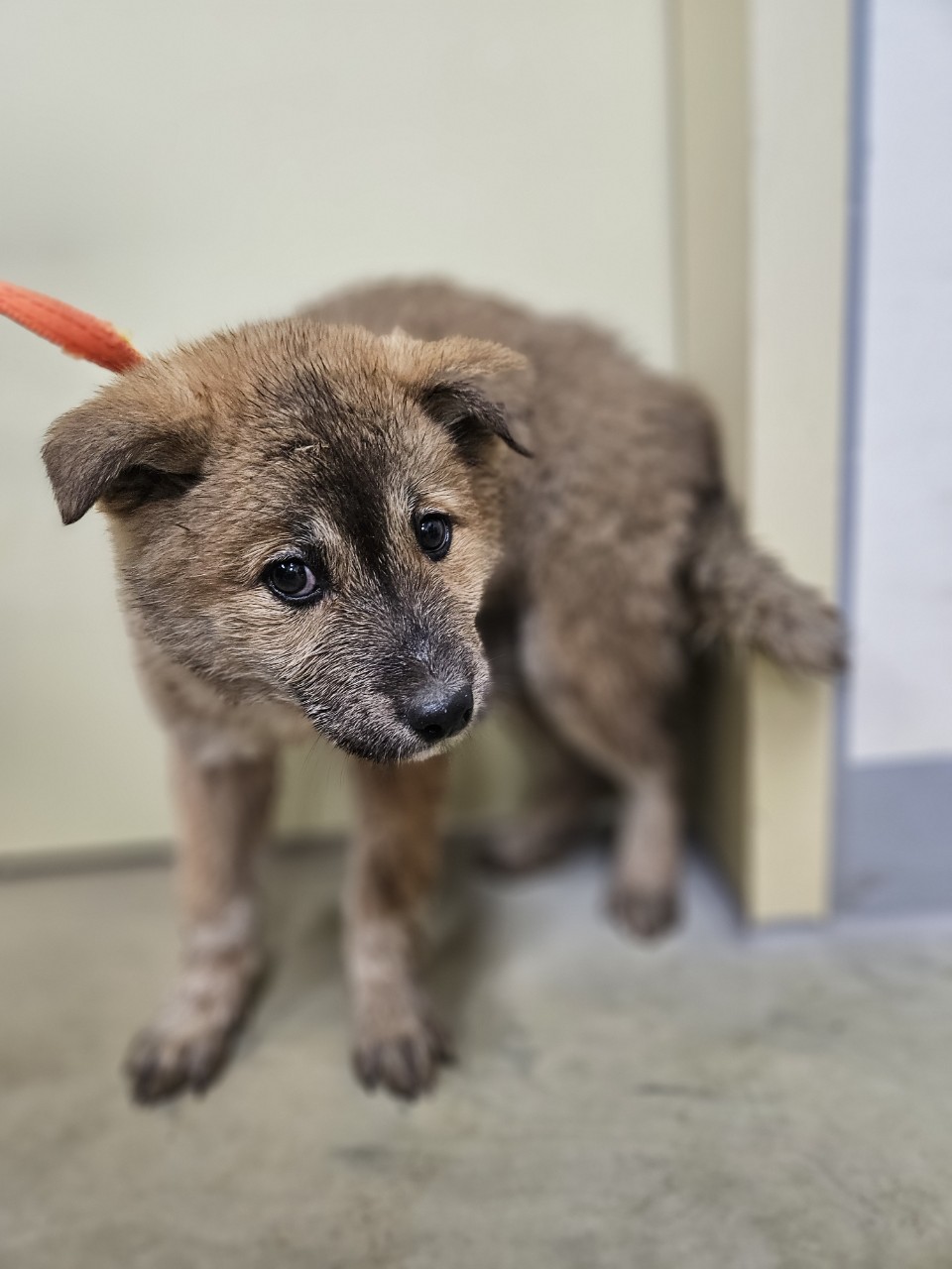 아산동물복지지원센터_444452202402462