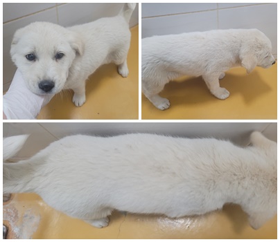 논산시 동물보호센터_444454202401176