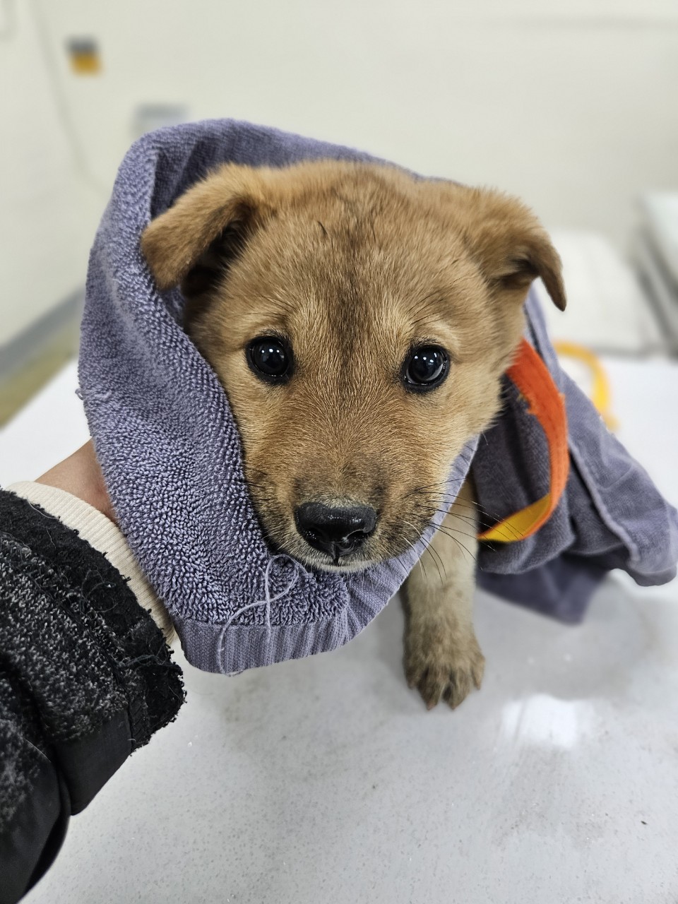 아산동물복지지원센터_444452202402461