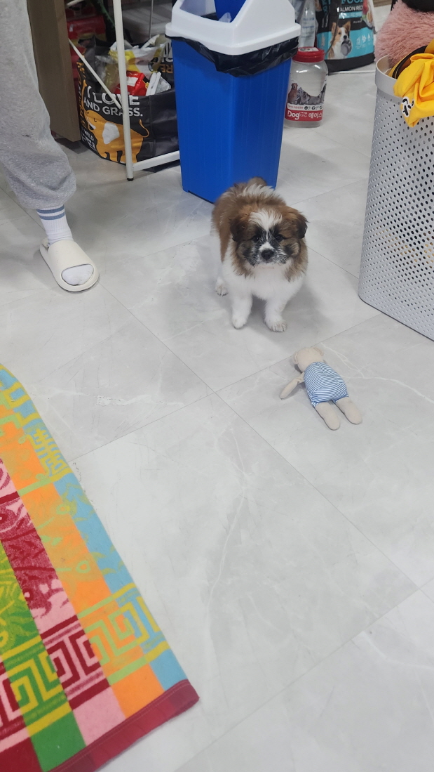 익산유기동물보호소_445468202403156