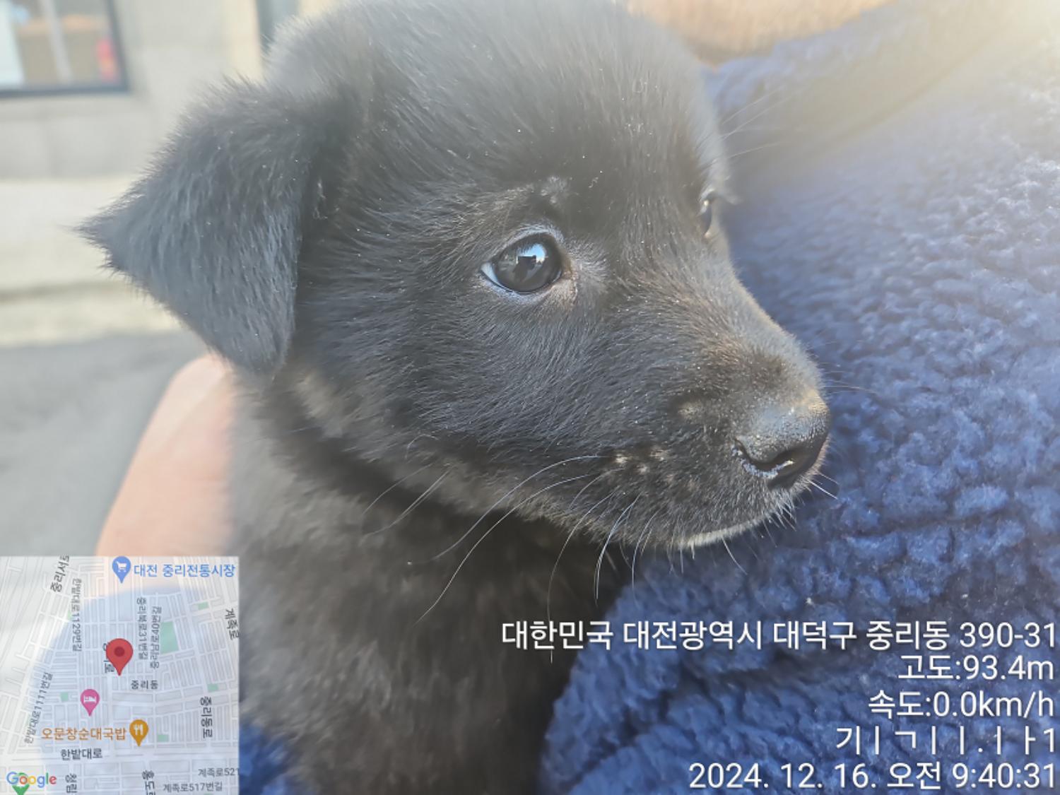 대전동물보호센터_430368202400646