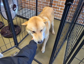 보호중 믹스견의 가…