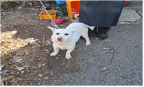 (사)동물보호관리협회_448535202401852