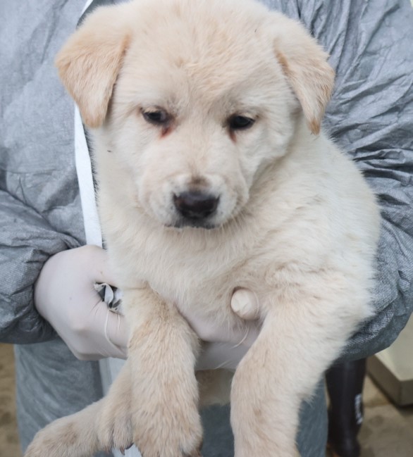 종료(자연사) 믹스…