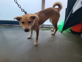 대전동물보호센터_430367202401050