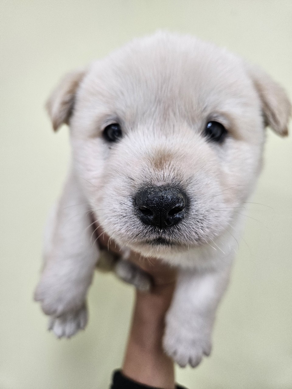 보호중 믹스견의 가…