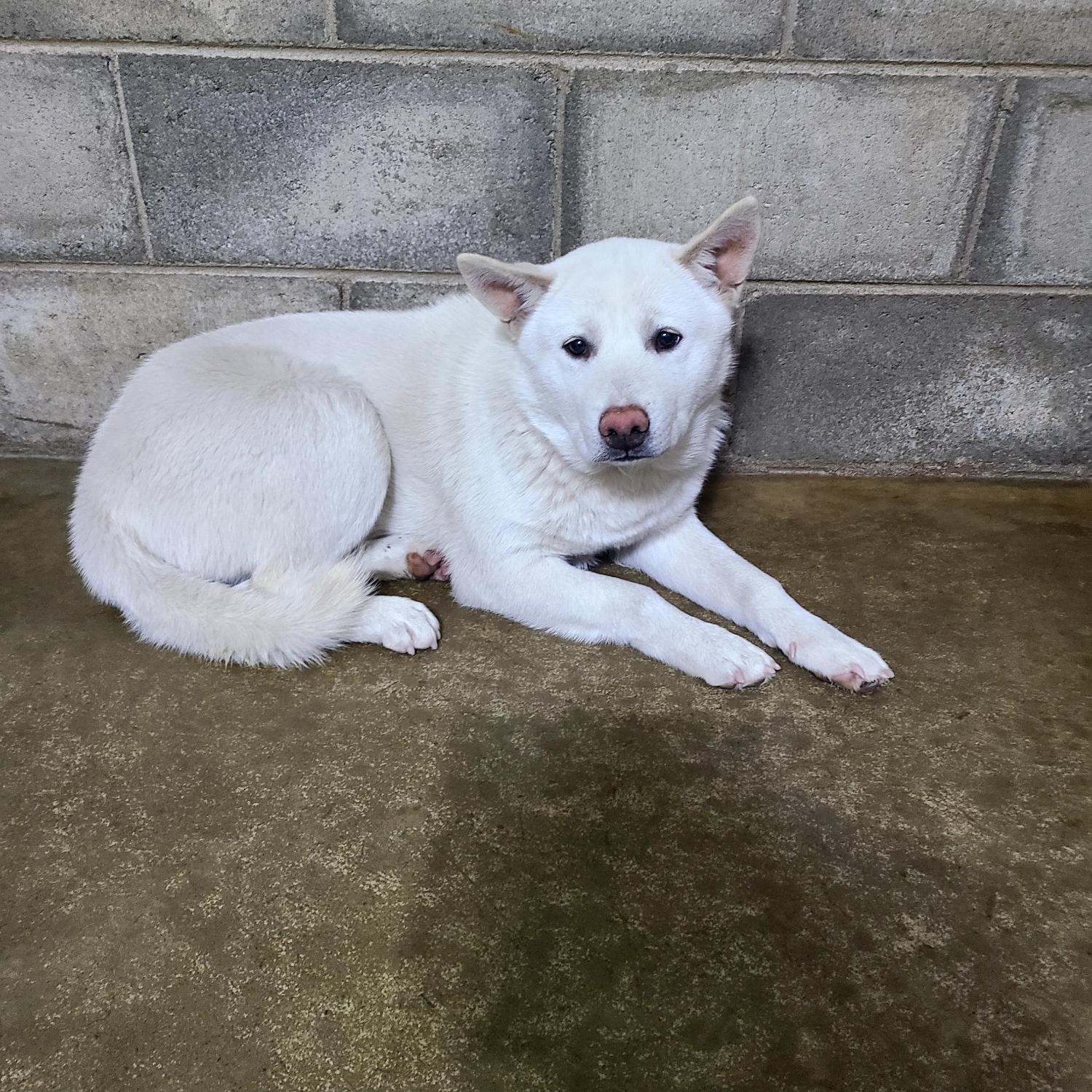 군산유기동물보호센터_445467202402508