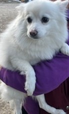 종료(반환) 스피츠…