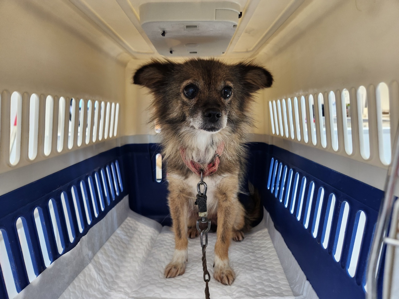 종료(입양) 믹스견…