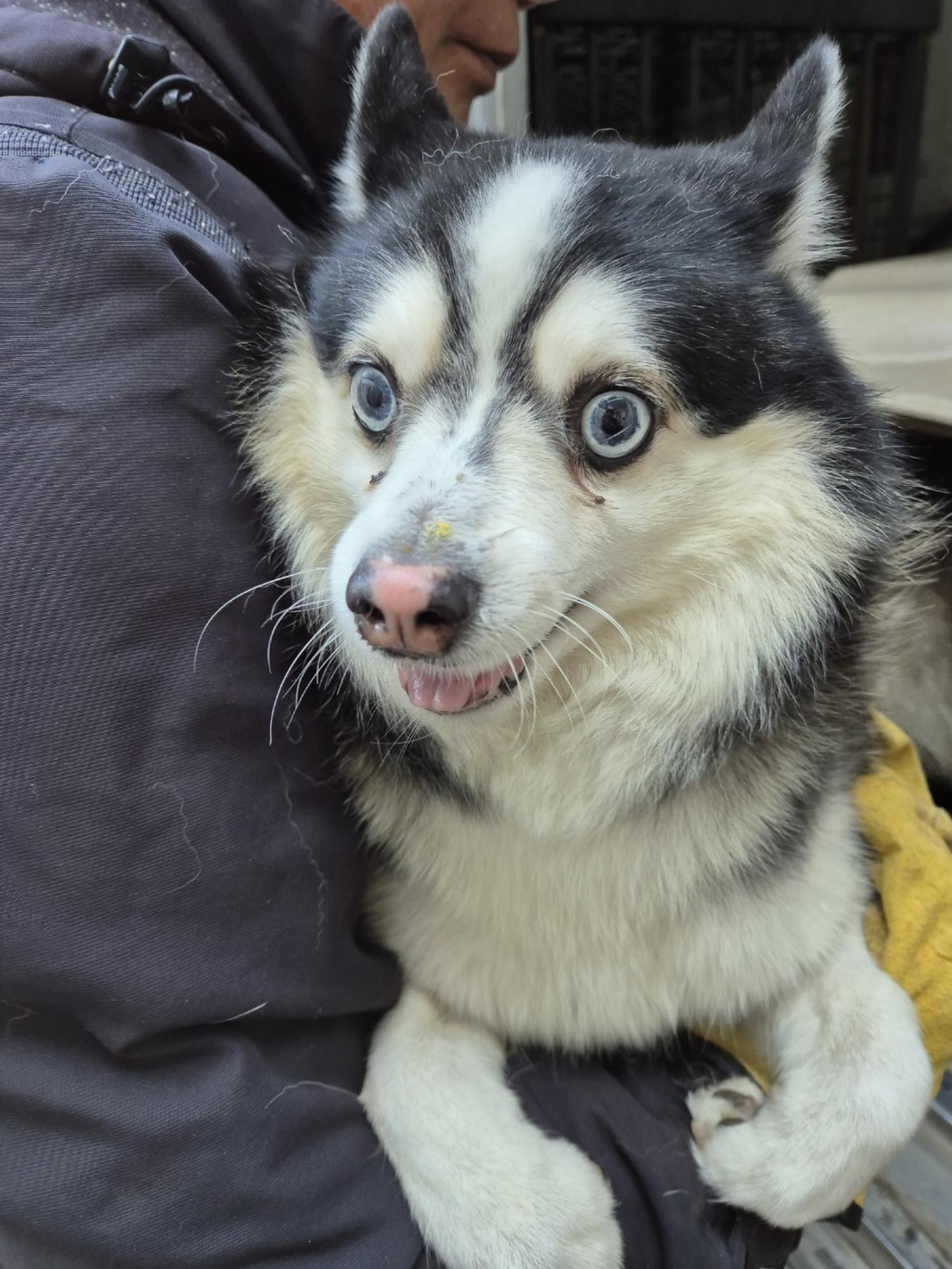 종료(입양) 믹스견…