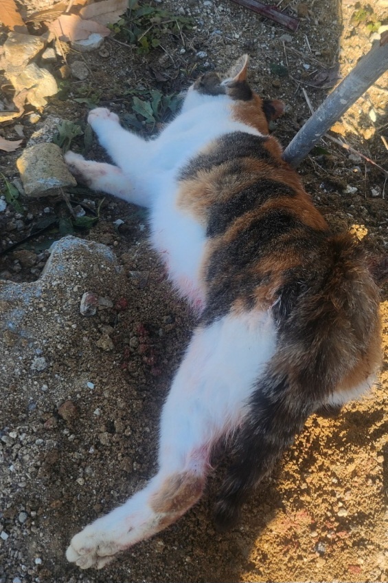울산유기동물보호센터_431373202402107