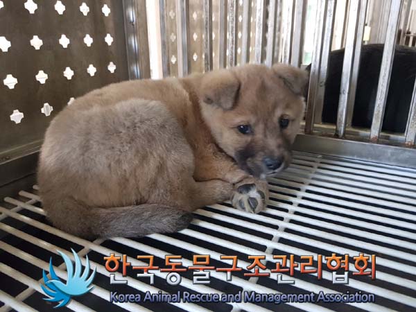 한국동물구조관리협회_441559202401442