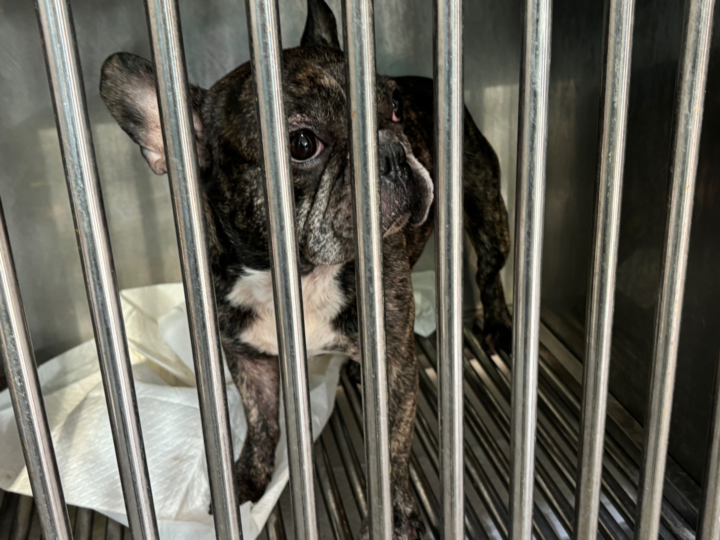 종료(반환) 프렌치…