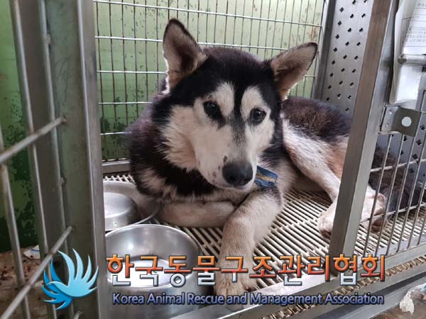 종료(안락사) 믹스…