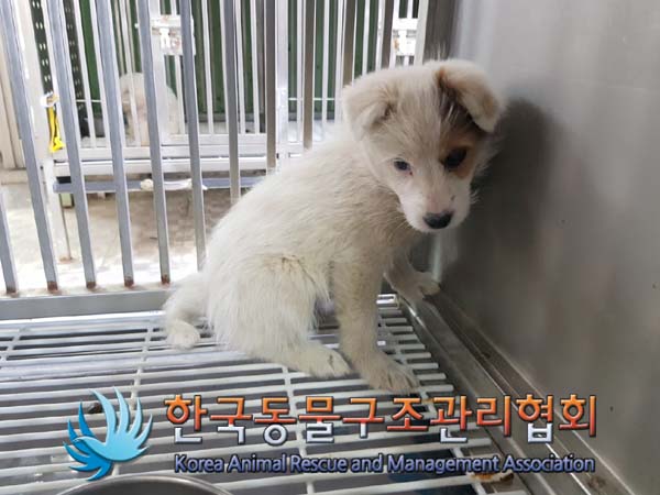 한국동물구조관리협회_441406202402240