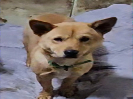 보호중 믹스견의 가…