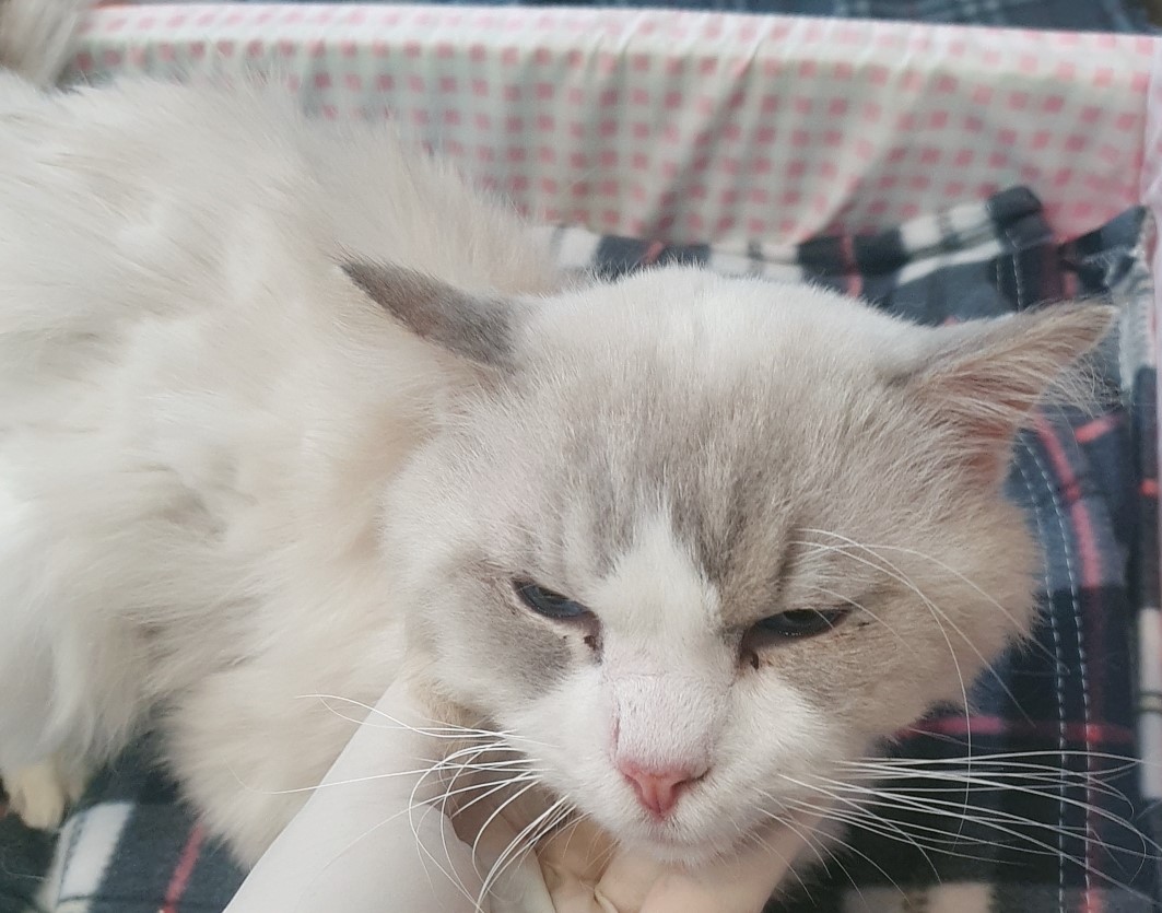 오산 유기동물보호소_441400202400798