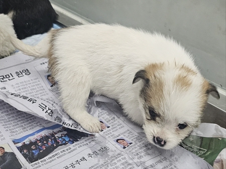 원주시동물보호센터_442419202400950