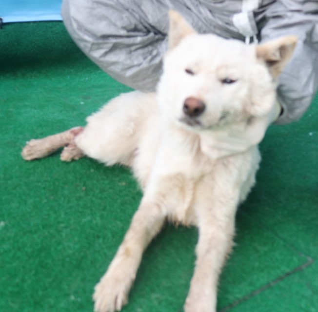제주 동물보호센터_450650202403752