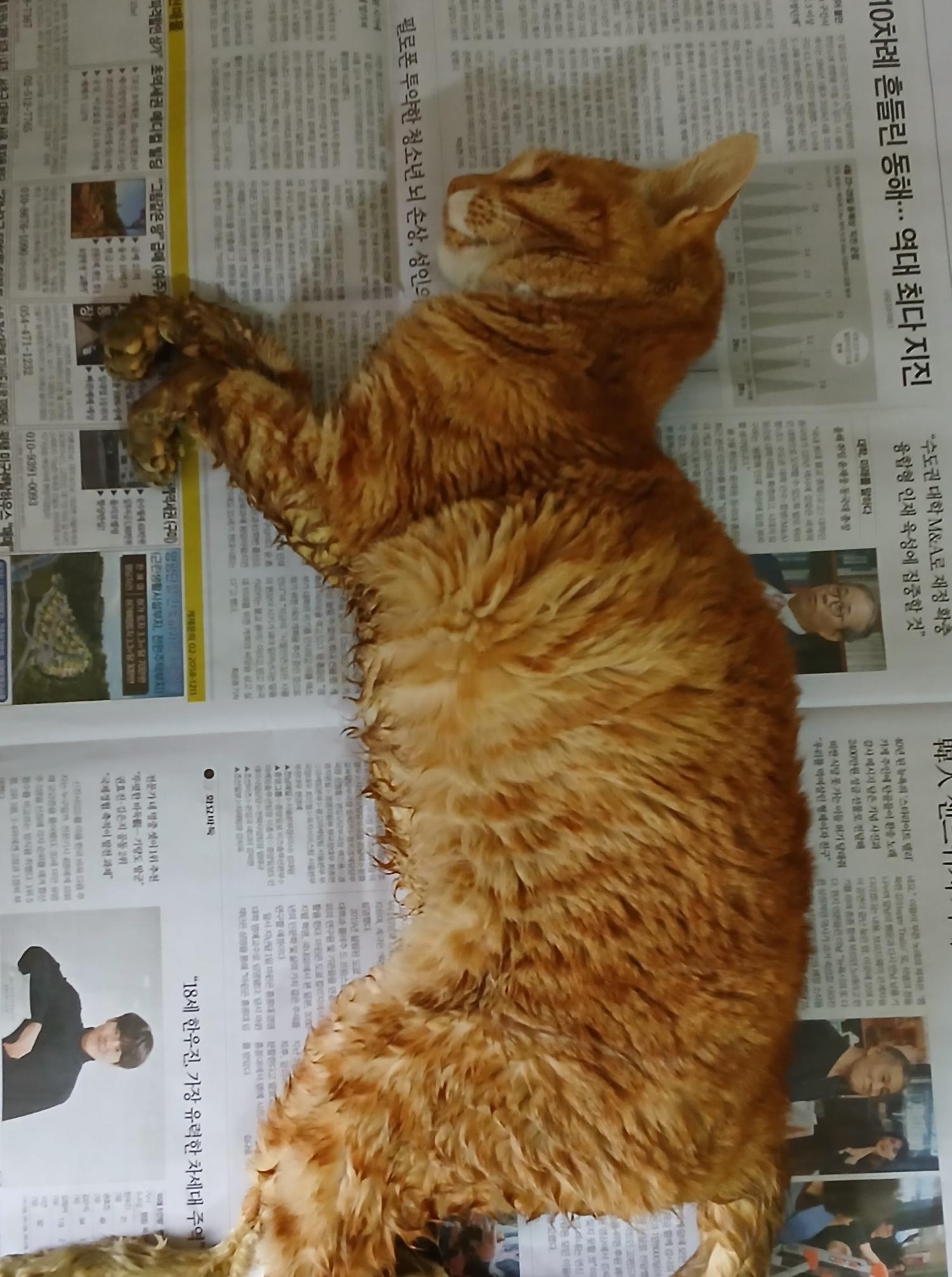 대구유기동물보호협회_427344202400444