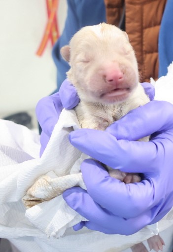 보호중 믹스견의 가…