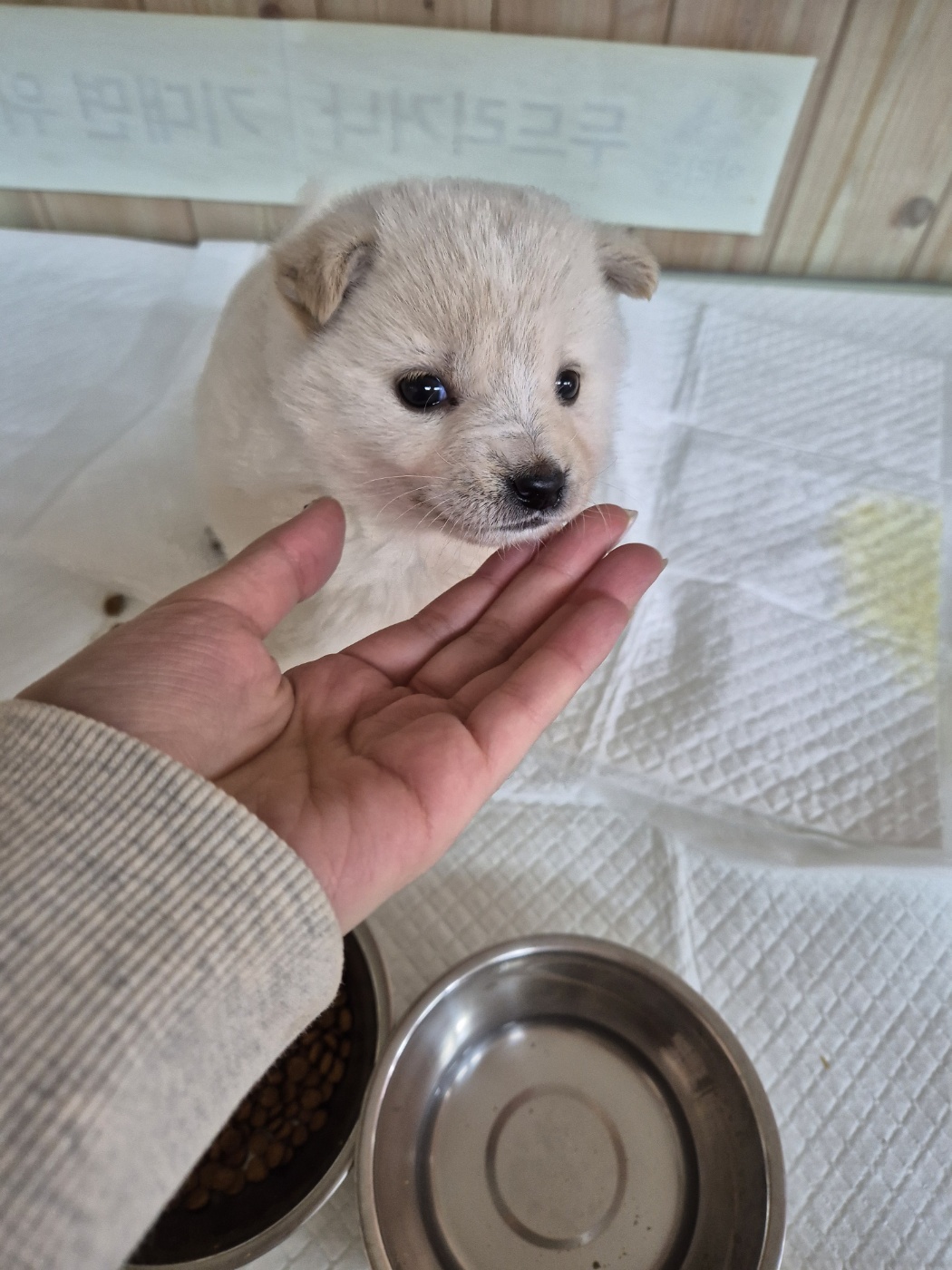 남양동물보호센터_441553202404205