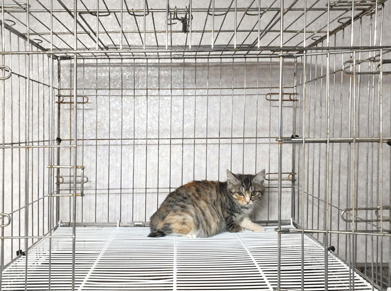 [고양이] 믹스묘 경기-여주-2024-00629 유기동물 배경 이미지 입니다.