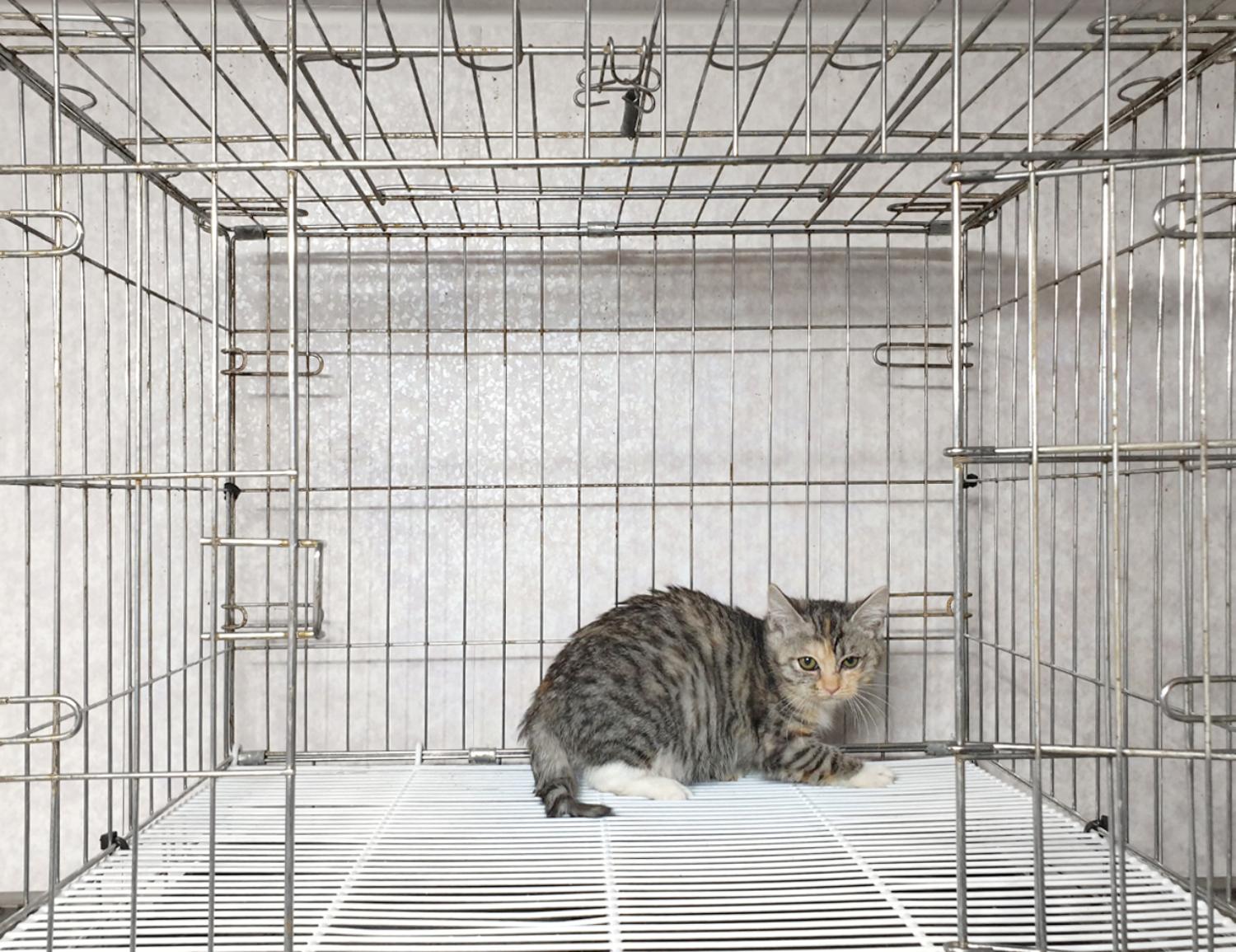 [고양이] 믹스묘 경기-여주-2024-00625 유기동물 배경 이미지 입니다.