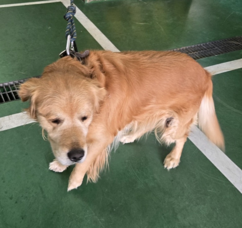 울산유기동물보호센터_431373202402109