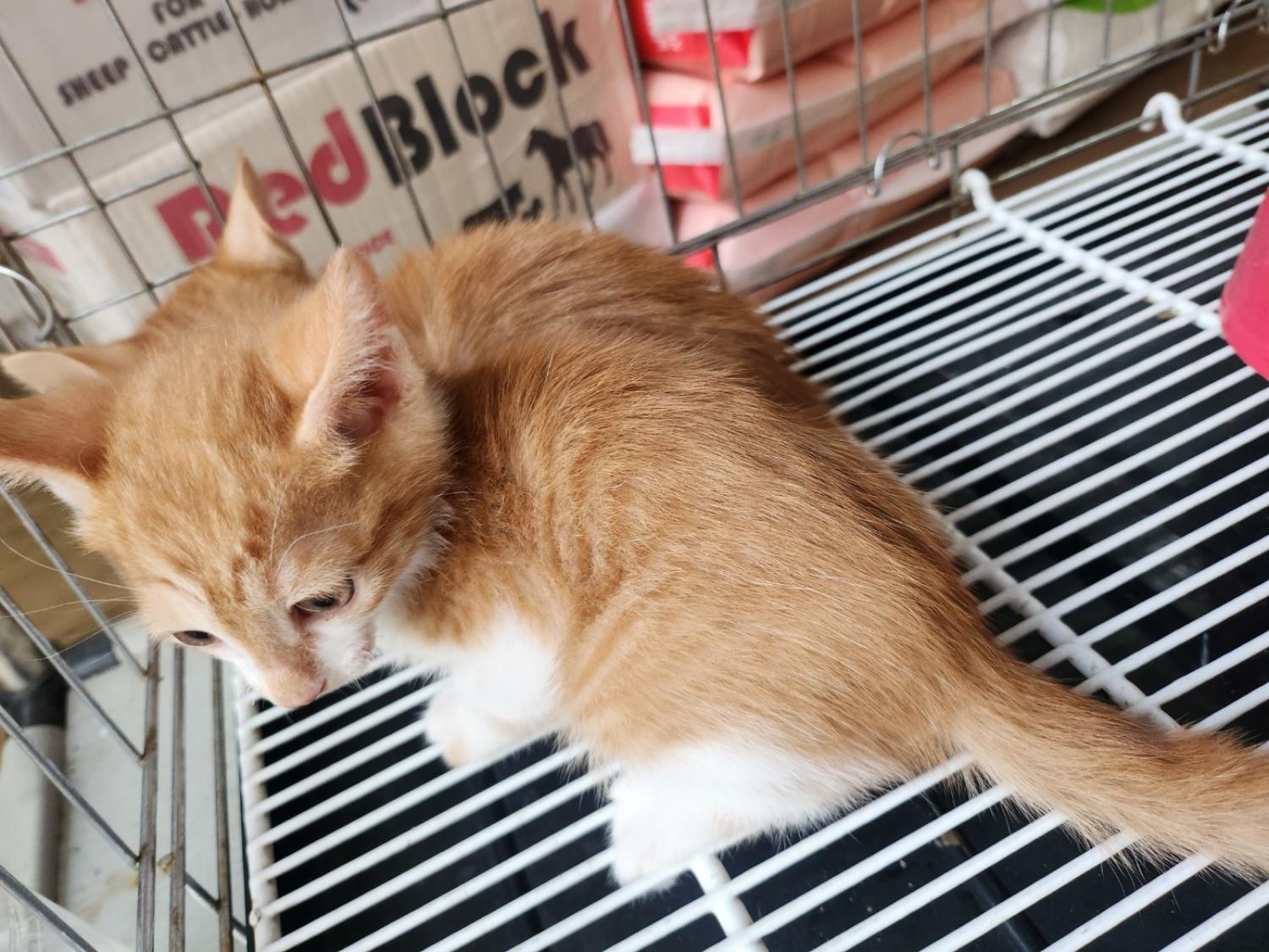 종합축산_447512202400718