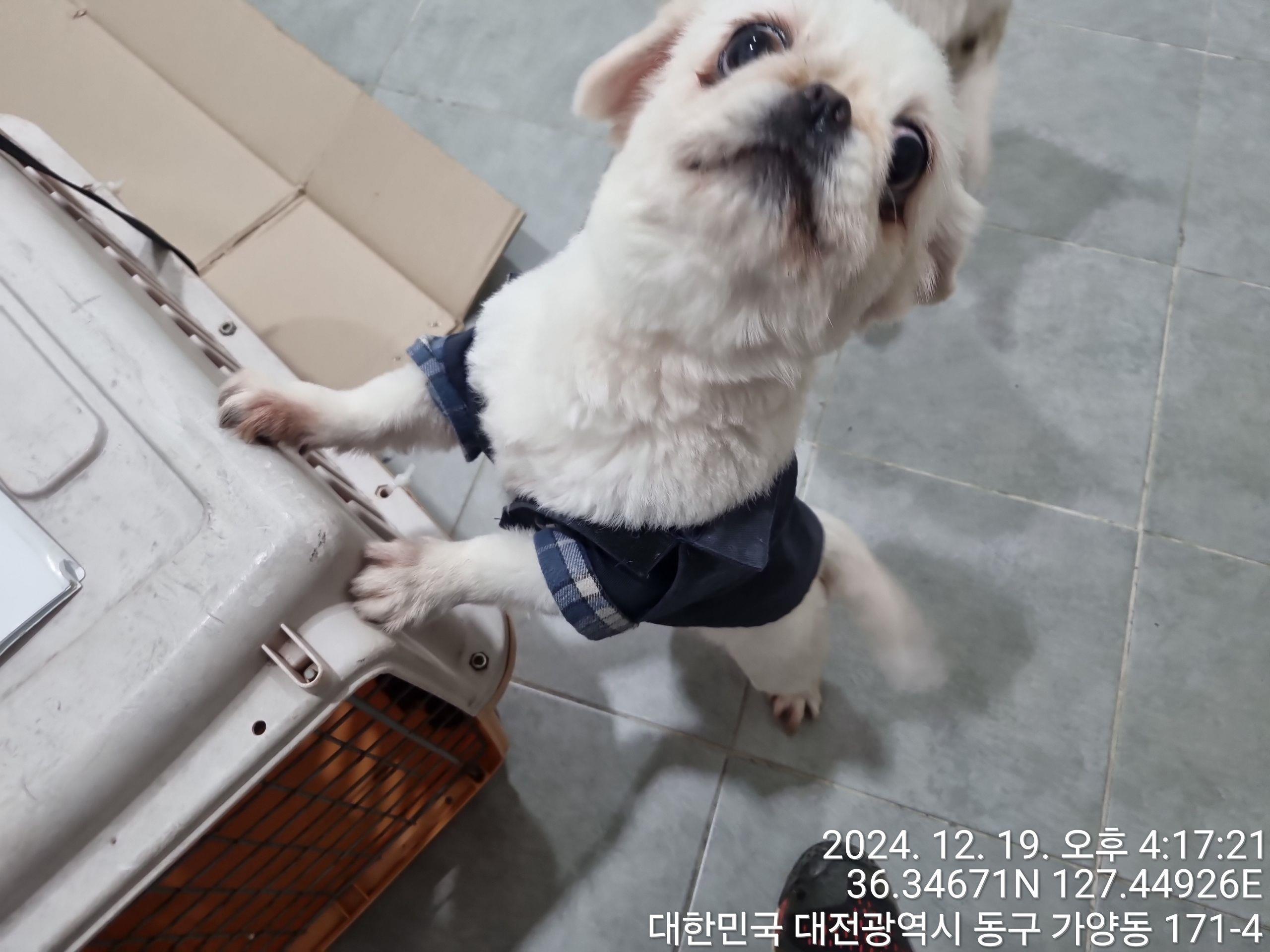 대전동물보호센터_430364202400815