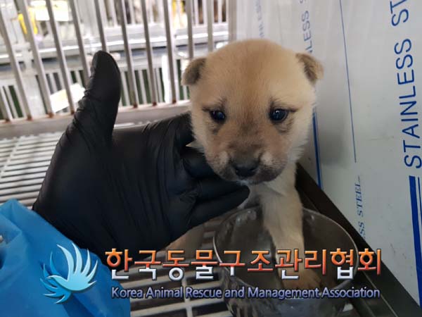한국동물구조관리협회_411311202401025